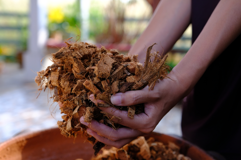 ไม้สับ (Wood Chip)